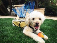 thoi trang sang chanh cho cho