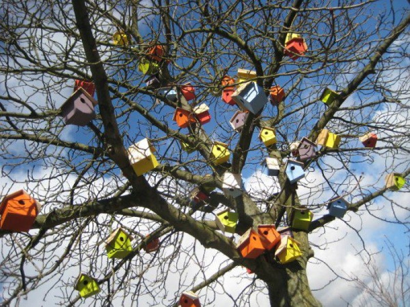 7 năm, xây 3.500 ngôi nhà... cho chim 7 nam xay 3500 ngoi nha cho chim