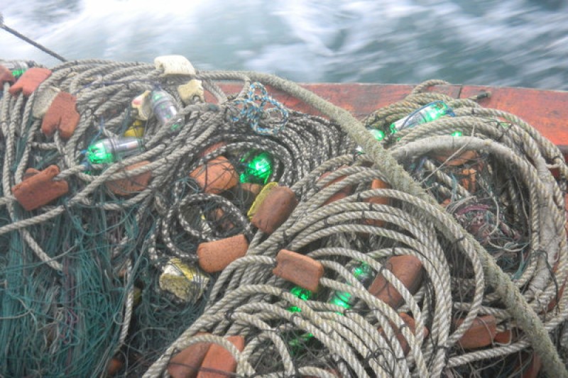 den led co the bao ve loai rua bien