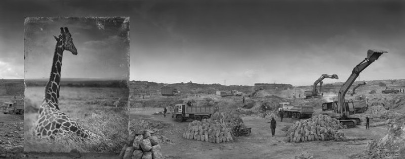 khi dong vat hoang da bien mat o chau phi