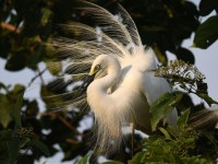 da lat huong den do thi thong minh