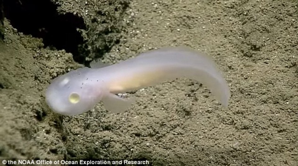 phat hien loai ca ma duoi bien sau