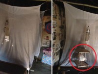 Ngủ với... gà để phòng chống sốt rét