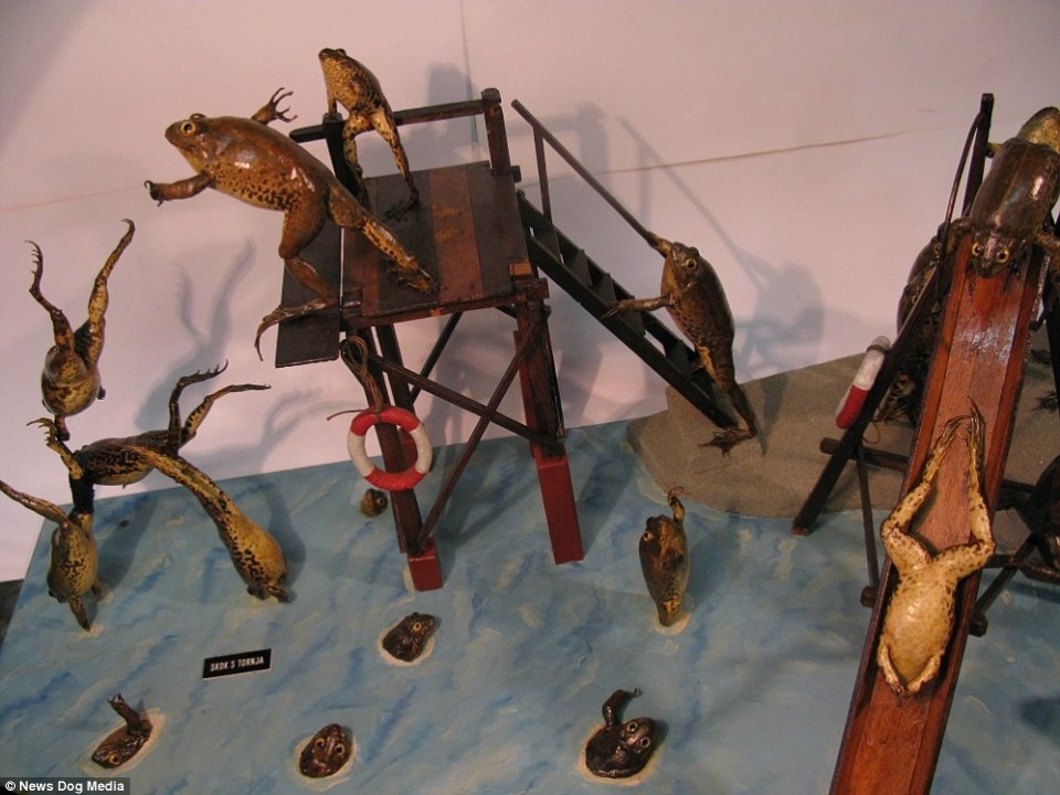 doc dao bao tang ech tai croatia