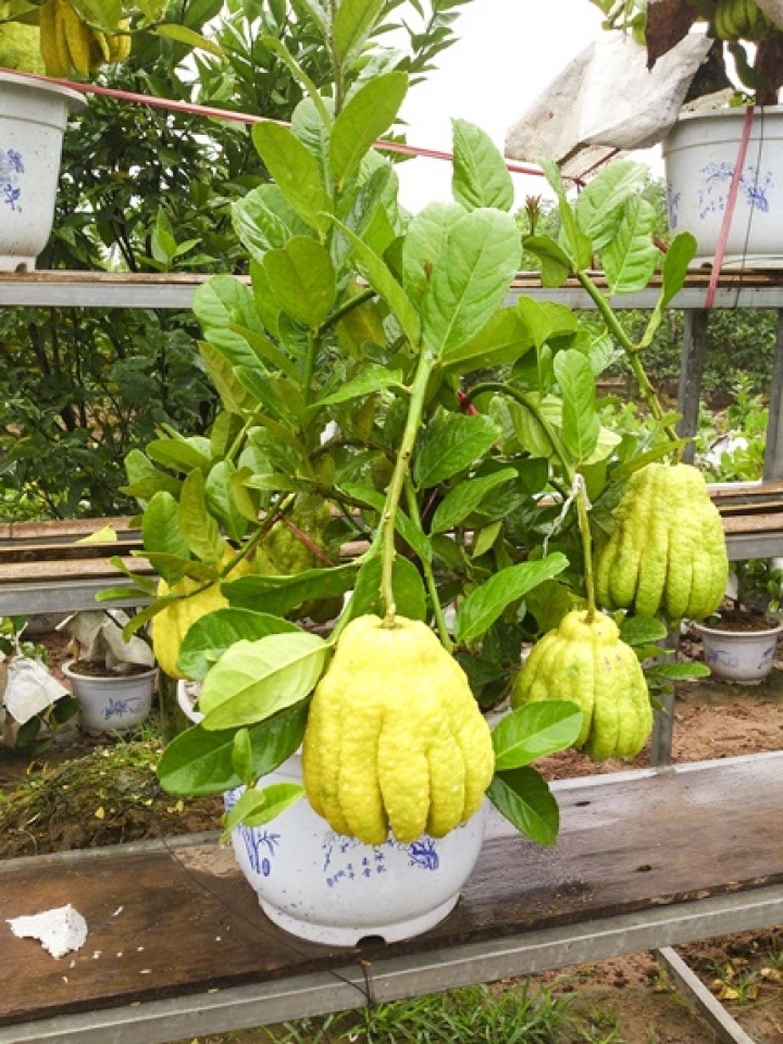 san pham doc la tet dinh dau 2017