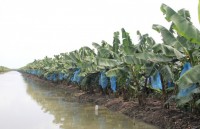 Nông dân hợp tác trồng chuối xuất khẩu