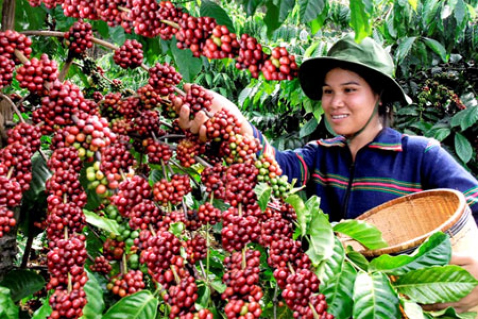 brazil co the se nhap khau caphe robusta tu viet nam