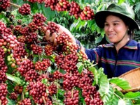 chinh phu brazil thu hoi cac san pham lien quan den be boi thit ban