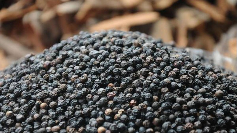 gia tieu hom nay 322024 nguyen nhan hang dau tao suc ep tang gia cay ho tieu chiu ap luc canh tranh lon