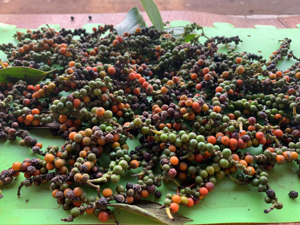 Giá tiêu hôm nay 10/8/2023, xuất khẩu sang EU giảm sốc, chưa tương xứng tiềm năng; sản lượng tiêu Việt vụ 2023 không tăng như dự đoán