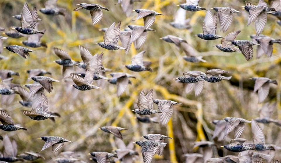 su kien trong tuan qua anh 9 163 be boi sang chanh o trieu tien