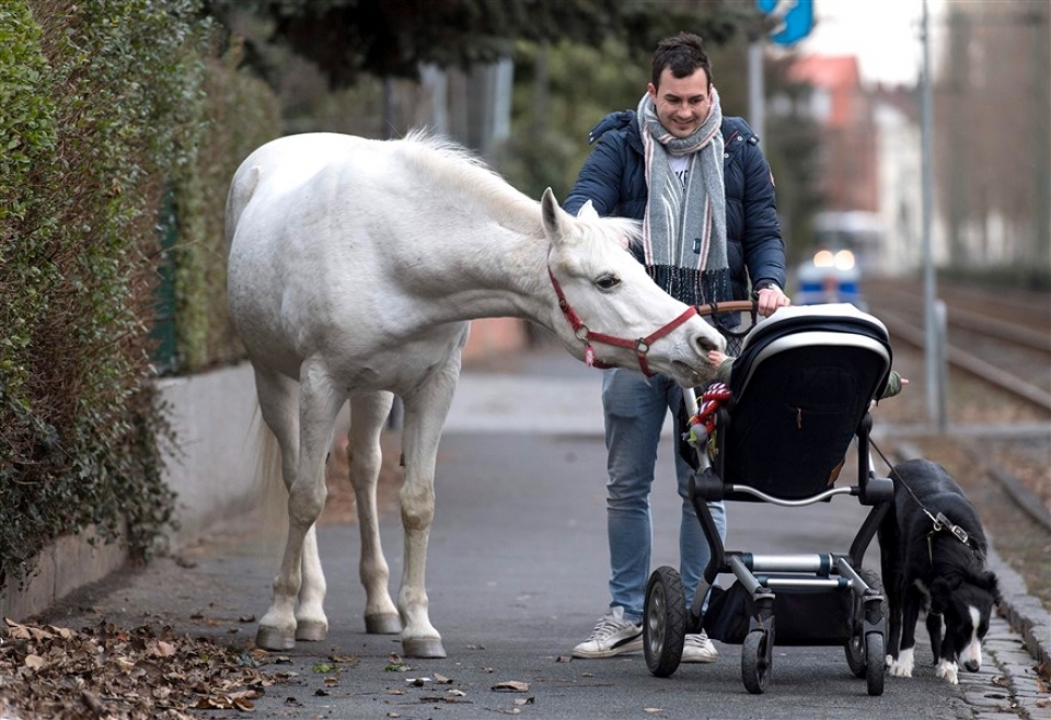 su kien trong tuan qua anh 9 163 be boi sang chanh o trieu tien