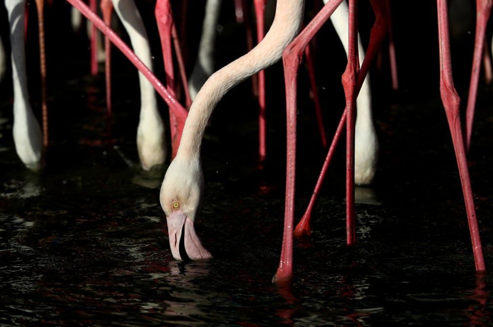 anh an tuong trong tuan 2 83 the gioi soi suc vi covid 19 eu va tho nhi ky do loi cho nhau va chien su tai syria