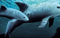 mexico tim thay ca heo thuoc loai co nguy co tuyet chung cao