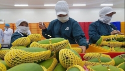 Xuất khẩu ngày 30/3-2/4: Thực hư tin ‘Trung Quốc cấm nhập khẩu ớt Việt Nam’; xử lý nghiêm doanh nghiệp nhập lậu cá tầm