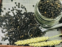 Giá tiêu hôm nay 7/1, thị trường ảm đạm, lý do cây trồng bị nhiễm bệnh, hàng xuất khẩu không đạt chất lượng