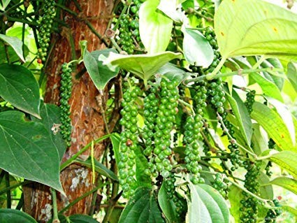 Giá tiêu hôm nay 7/5 abc Giá tiêu hôm nay 7/5 abc