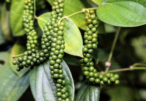 Giá tiêu hôm nay 17/12 abc