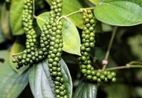 Giá tiêu hôm nay 15/8/2023, cung giảm, cầu tăng, thị trường nhận tín hiệu tích cực, khi nào thực sự khởi sắc?