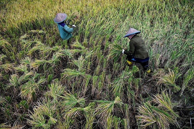 / Nông dân thu hoạch lúa trên cánh đồng ở Sibreh, Indonesia, ngày 10/4. (Nguồn: Getty)