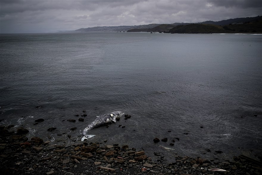 anh an tuong trong tuan 12 195 thu gian tai quan ca phe may bay o new york