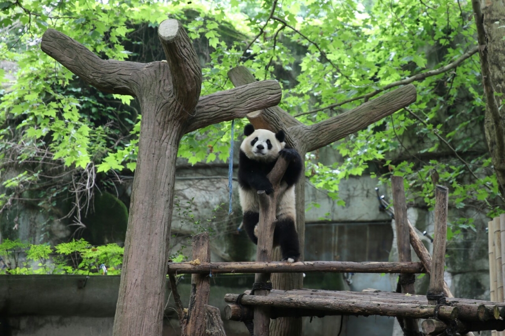 den trung quoc ngam nhung chu gau truc de thuong nhat the gioi