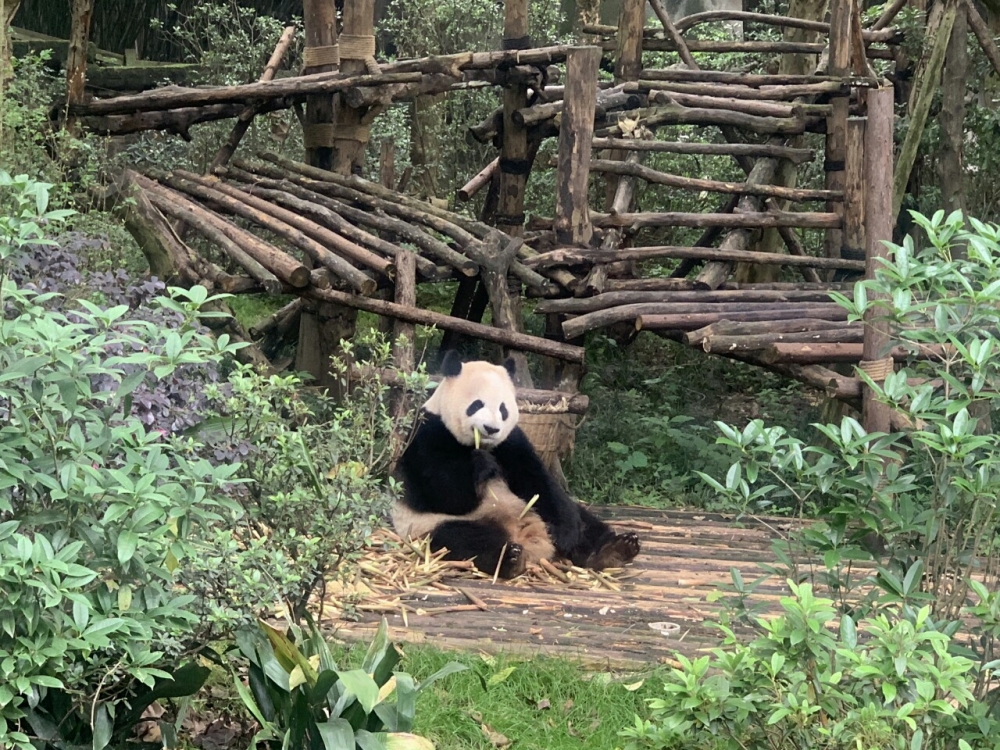 den trung quoc ngam nhung chu gau truc de thuong nhat the gioi