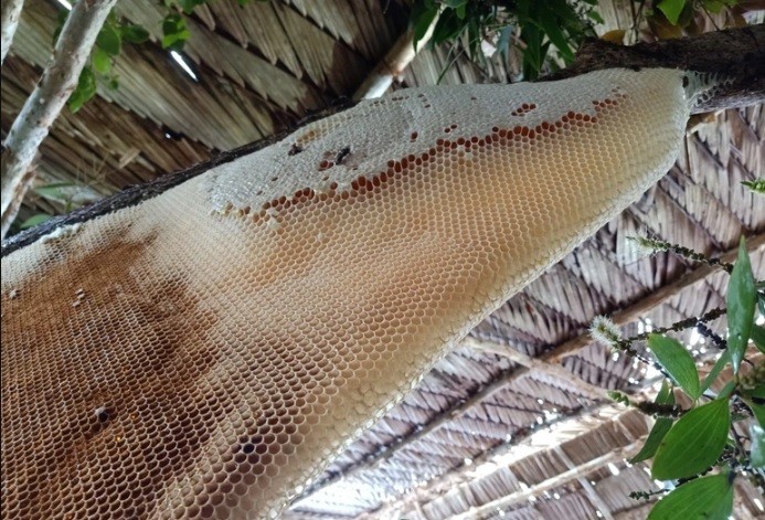 Cận cảnh tổ ong được xác lập kỷ lục lớn nhất Việt Nam ở Cà Mau. (Nguồn: Dân trí)