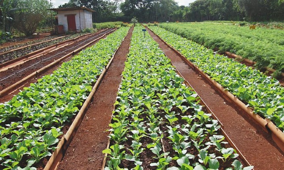 Cuba đẩy mạnh nông nghiệp, hạn chế nhập khẩu lương thực cuba day manh nong nghiep han che nhap khau luong thuc