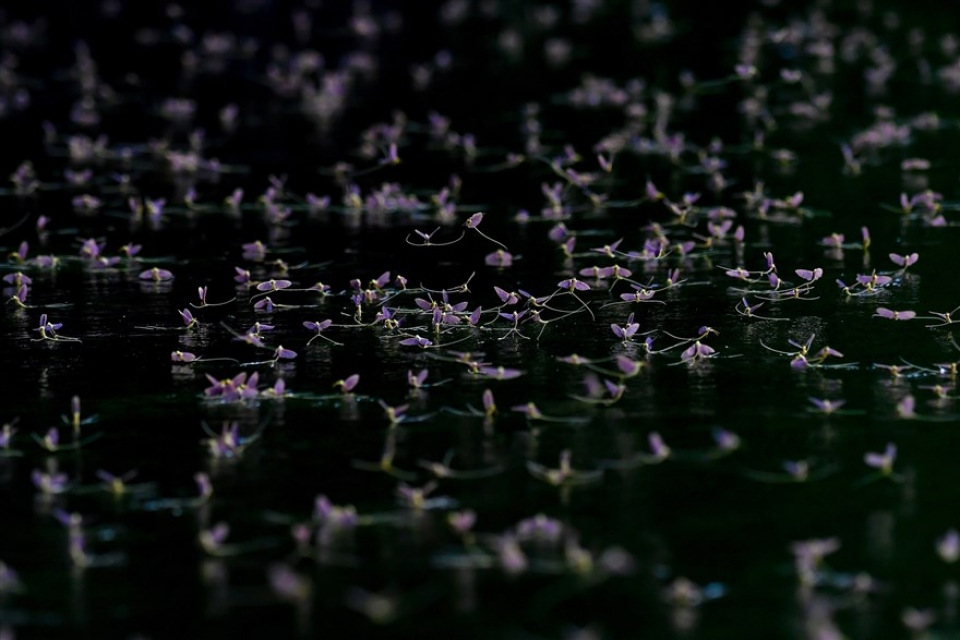 su kien trong tuan qua anh 9 166