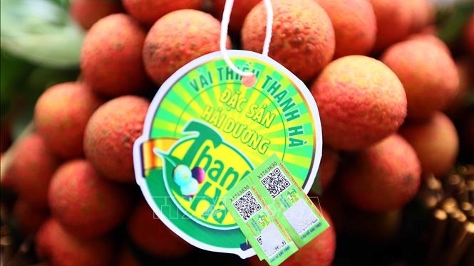 xuat khau ngay 15186 vai thieu dat nhu tom tuoi o phap o to thai lan ap dao thi truong viet trung quoc tang manh nhap gao st24