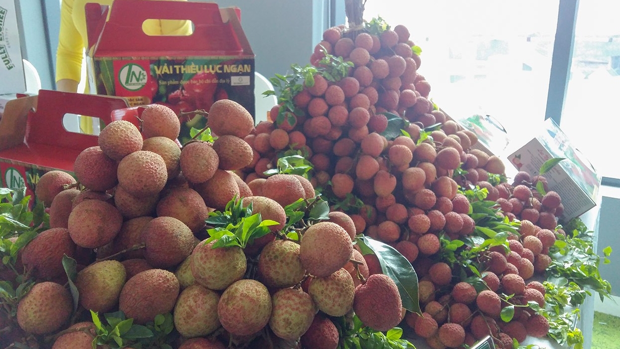 dua vai thieu qua to vo do hat nho cui day vuon ra the gioi