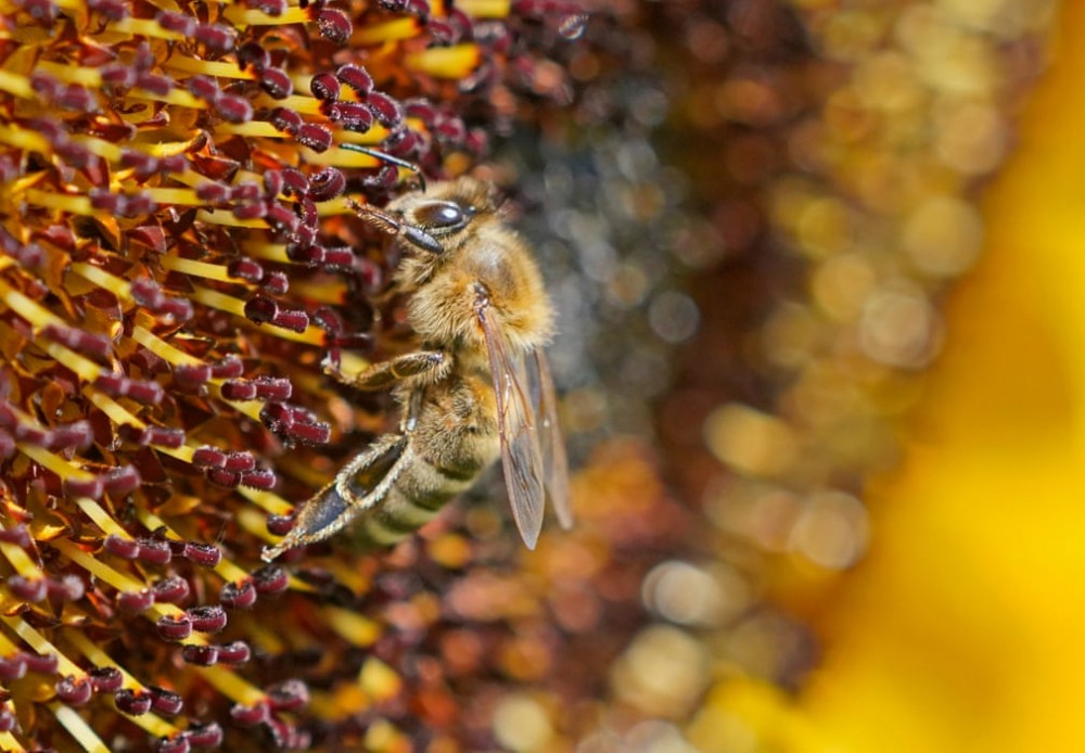 anh an tuong trong tuan 1 77 phut binh yen tai dai gaza va ong putin tim co hoi hop tac voi italy