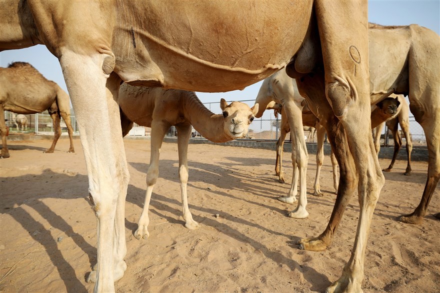 anh an tuong trong tuan 22 287 tan thu tuong anh ra mat nu hoang elizabeth ii