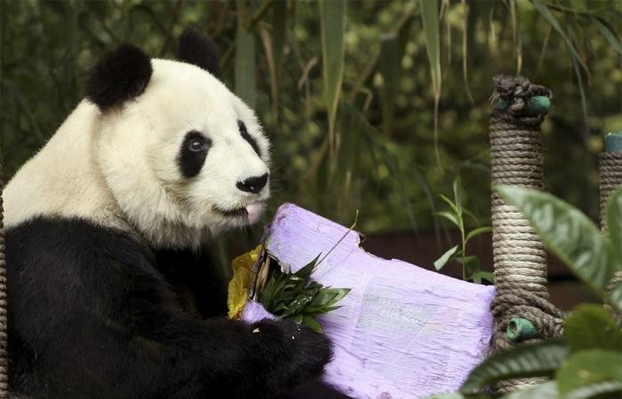 Gấu trúc Shuan Shuan. (Nguồn: usa.detailzero.com)