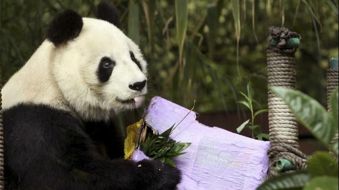 chu gau truc cao tuoi nhat o mexico qua doi