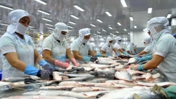 Xuất khẩu ngày 12-16/9: 'Lướt' UKVFTA, cá tra sang thị trường Anh dự báo tăng ấn tượng; Trung Quốc tăng mua sắn Việt Nam để làm gì?