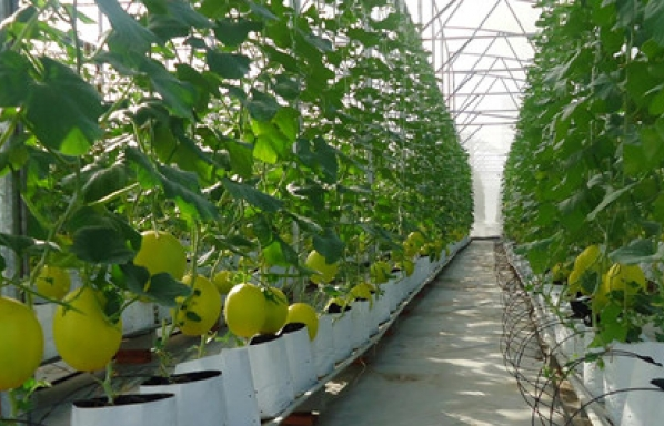 doanh nghiep dau tu vao nong nghiep se duoc uu tien toi da ve von