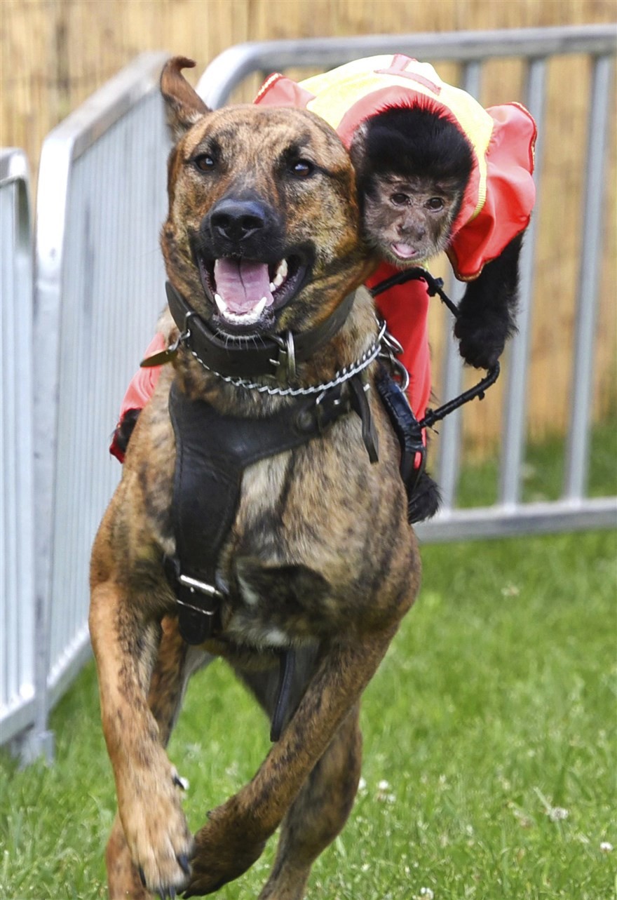 anh an tuong trong tuan 297 48 khi thu tuong anh tro tai bat ga