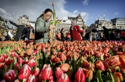 Dịch Covid-19: Khi người Pháp muốn phá ‘ngôi vương’ của ngành công nghiệp hoa Hà Lan và phong trào 'Hoa nở chậm'