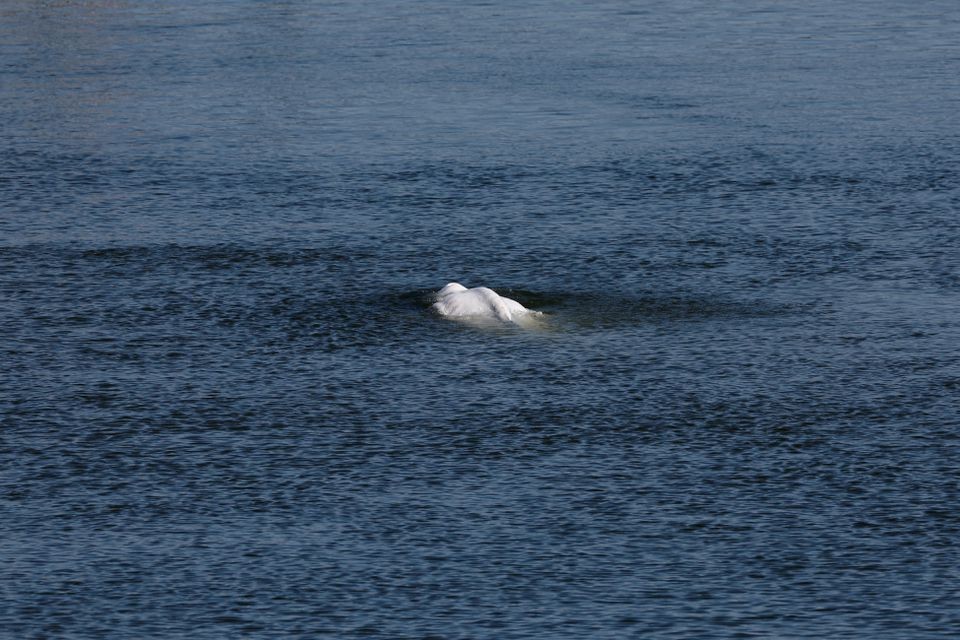 Pháp giải cứu cá voi trắng nặng 800 kg bơi lạc vào sông Seine