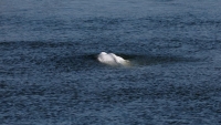 Pháp giải cứu cá voi trắng nặng 800 kg bơi lạc vào sông Seine