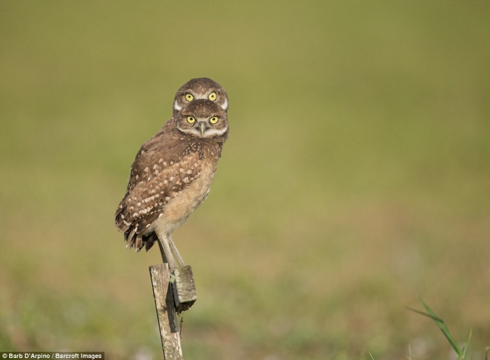 khi dong vat hoang da khien ban bat cuoi