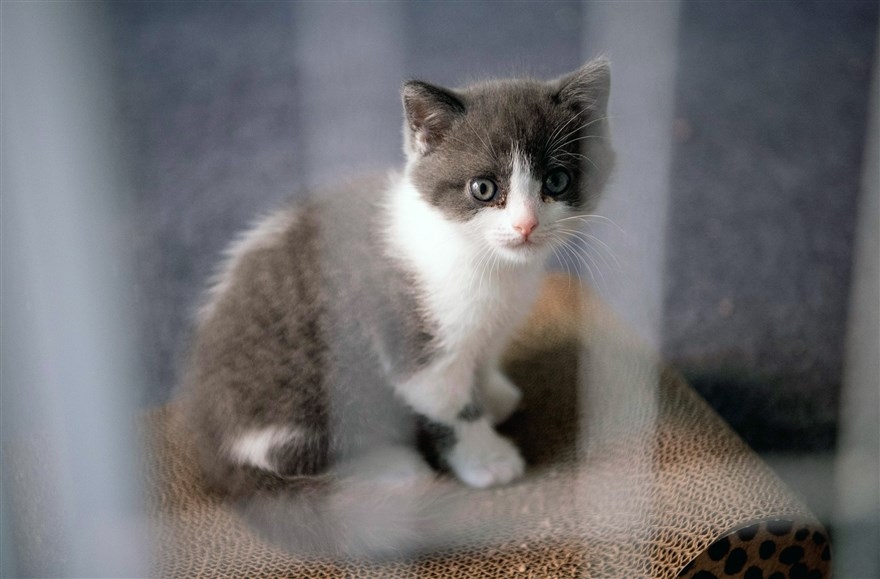 anh an tuong trong tuan 2 89 nghi si anh tranh thu chop mat tai quoc hoi va le hoi ngay tay an o my