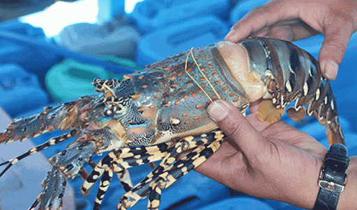 Do ảnh hưởng của dịch Covid-19, giá tôm hùm tại Việt Nam thấp nhất từ trước đến nay. (Nguồn: vietfishmagazine) 0445-unnamed