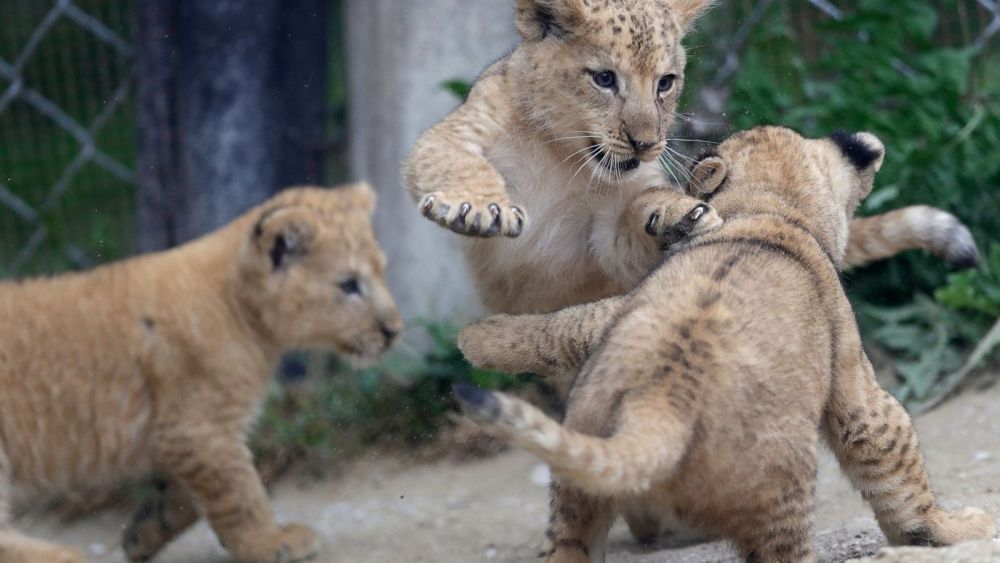 anh an tuong tuan 7 139 bau troi nhu ngay tan the o my cang thang belarus va nha sang lap wikileaks dac loi tu covid 19