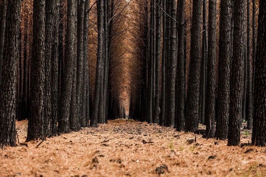 Ảnh ấn tượng tuần (5-11/9): Ông Putin nói cô lập Nga là nhiệm vụ bất khả thi, binh sĩ Ukraine vừa bắn pháo vừa chụp ảnh selfie, thảm sát ở Canada