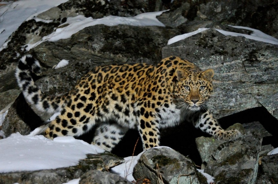 den 2020 so dong vat hoang da toan cau giam 67