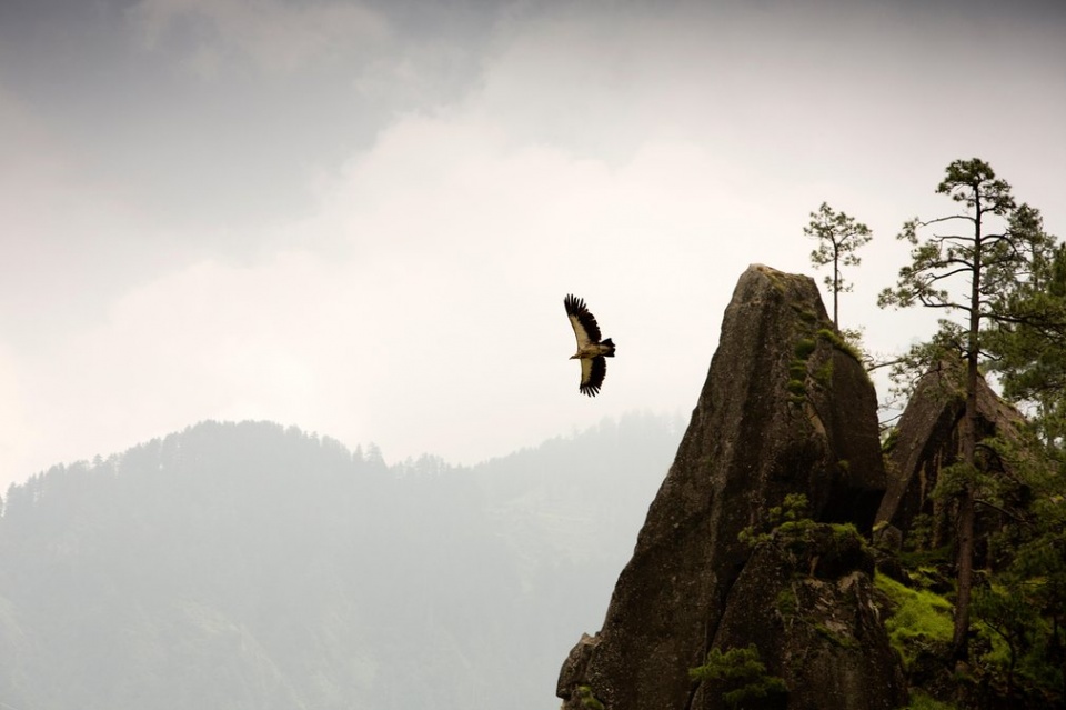 den 2020 so dong vat hoang da toan cau giam 67