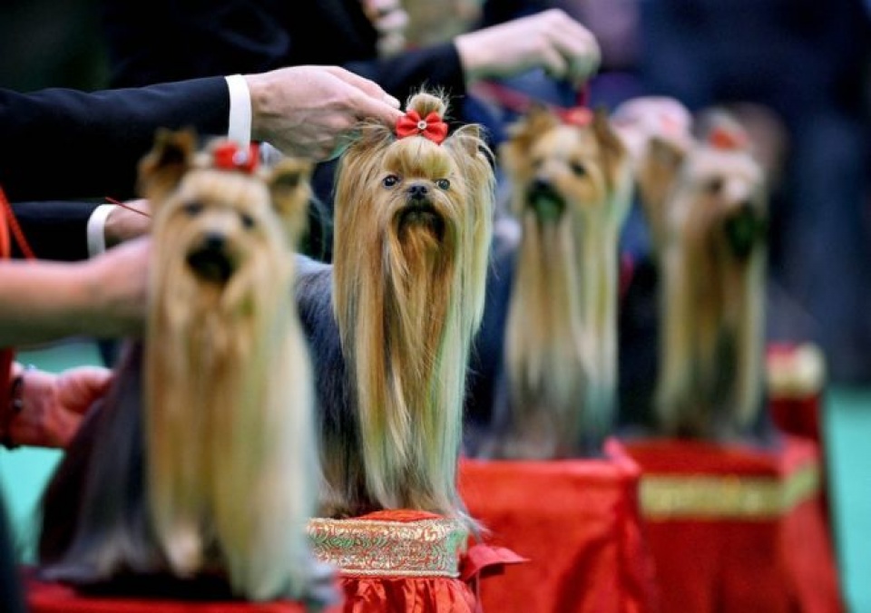 nhung buc anh an tuong nhat giai nhiep anh bao chi anh 2017